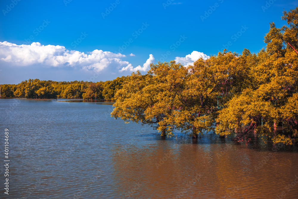 Close-up natural background of the morning scenery with the sun's rays hitting the water surface, the grassy trees on the edge of the reservoir, and the blurred wind, cool during the trip. Close-up natural background of the morning scenery with the sun's rays hitting the water surface, the grassy trees on the edge of the reservoir, and the blurred wind, cool during the trip.