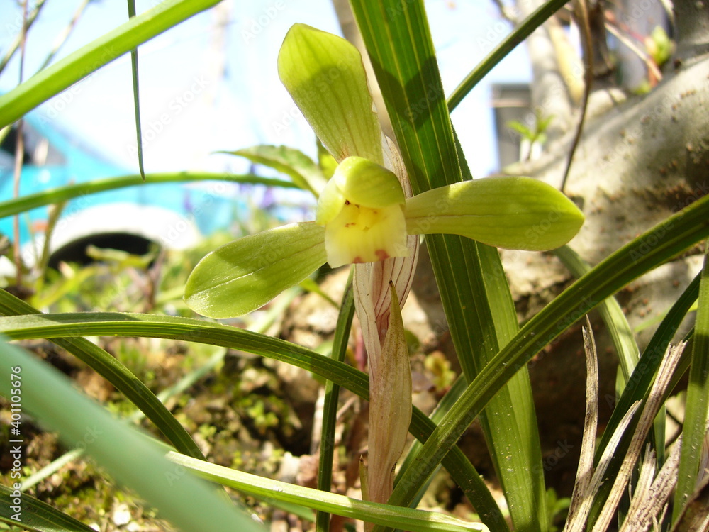 Obraz premium シュンラン（春蘭） 野草・自生種