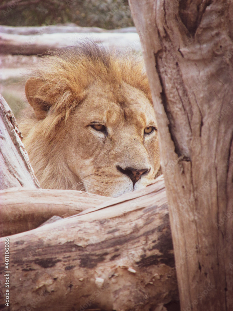 An adult lion naps behind a tree. He is using of the tree to support his