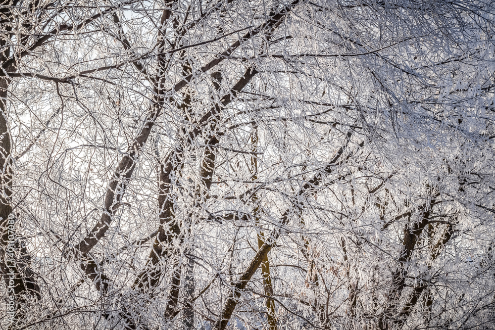 Fresh frost on tree branches on a frosty winter morning. Fresh frost on tree branches on a frosty winter morning.