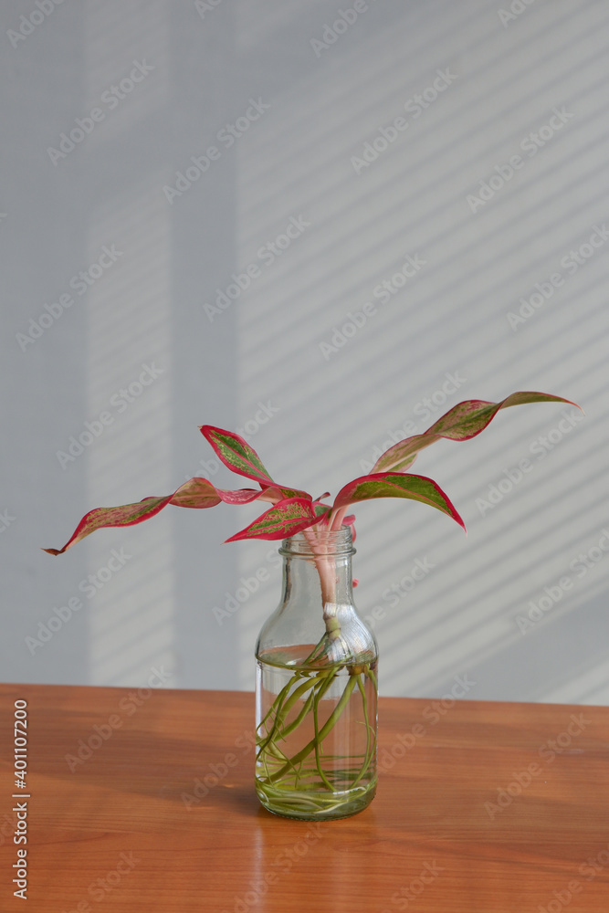 green and red Siam Aurora tree in glass bottle on wooden table background, nature, copy space