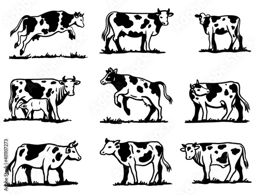 breeding cow. animal husbandry. sketches on a grey background