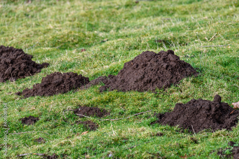 Closeup of damage done by pests, dirt mole hills in a farm's grass pasture, as a background
Closeup of damage done by pests, dirt mole hills in a farm's grass pasture, as a background