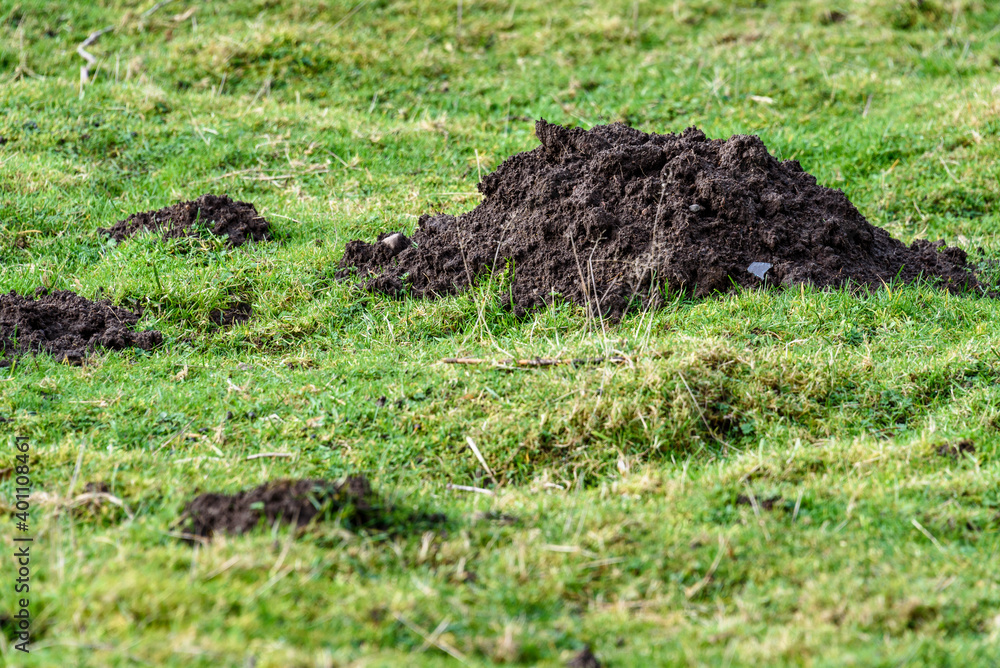 Closeup of damage done by pests, dirt mole hills in a farm's grass pasture, as a background
Closeup of damage done by pests, dirt mole hills in a farm's grass pasture, as a background