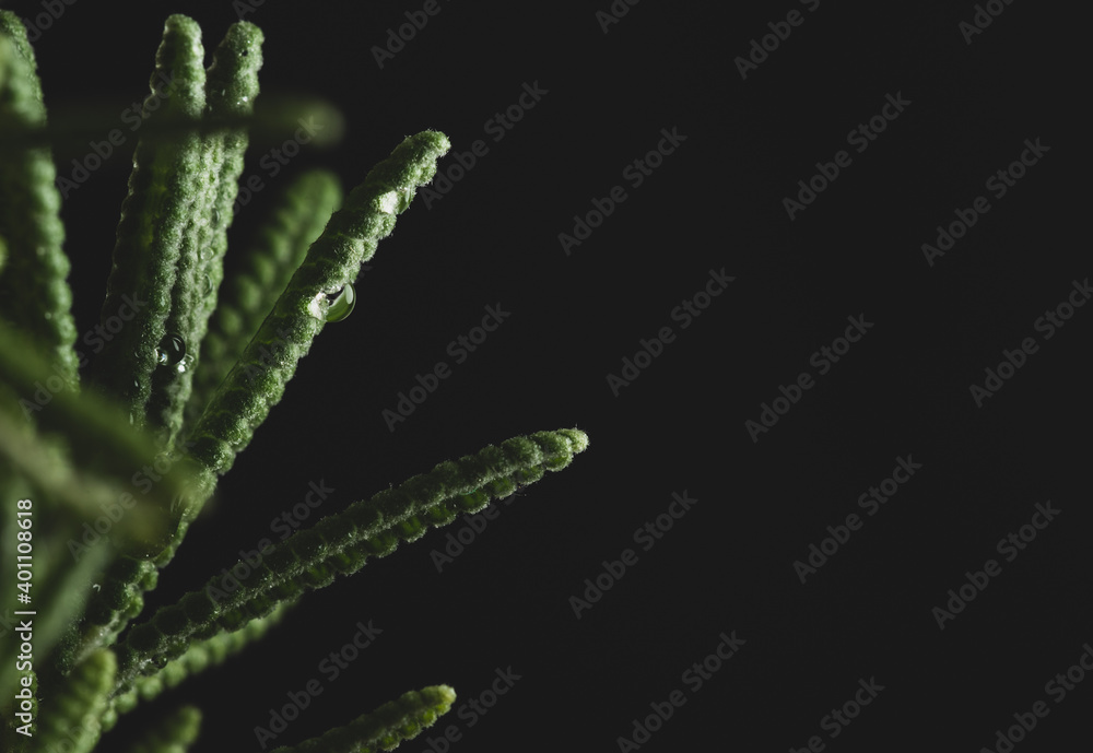Macro close up portrait of lavender plant on black background Macro close up portrait of lavender plant on black background