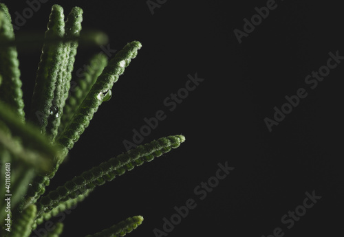 Macro close up portrait of lavender plant on black background © Arturo Verea