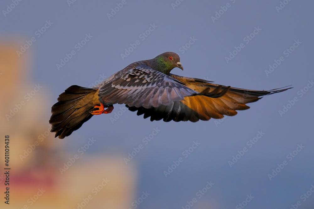 Obraz premium Domestic / Rock Pigeon