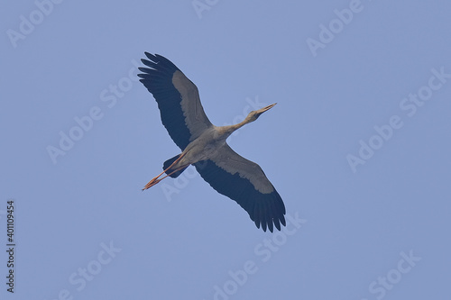 Asian Openbill Stork isolated on sky