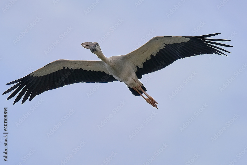 Fototapeta premium Asian Openbill Stork isolated on sky