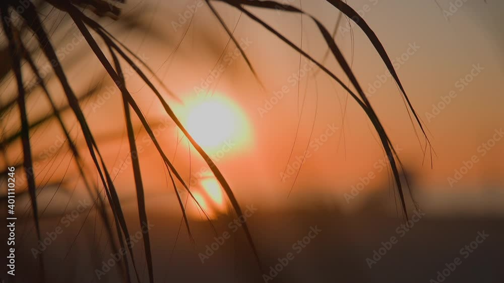 The leaves of a California palm tree sway in the wind against background of sunset. Yellow sun goes down. Slow motion. The leaves of a California palm tree sway in the wind against background of sunset. Yellow sun goes down. Slow motion.