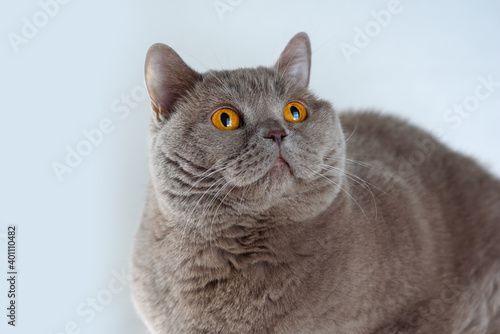 Portrait cute British Shorthair Cat with bright orange eyes lying and looking up on white background.Adorable adult British Shorthair cat with plush short coat, impressive muscle mass,sturdy physique