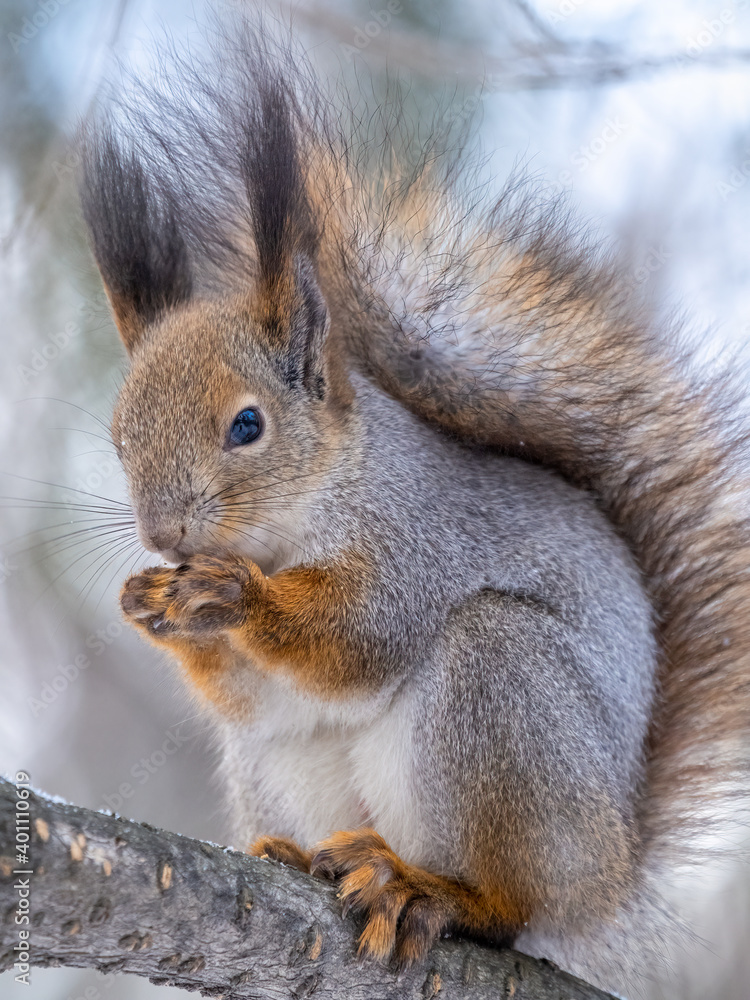 The squirrel with nut sits on tree in the winter or late autumn The squirrel with nut sits on tree in the winter or late autumn