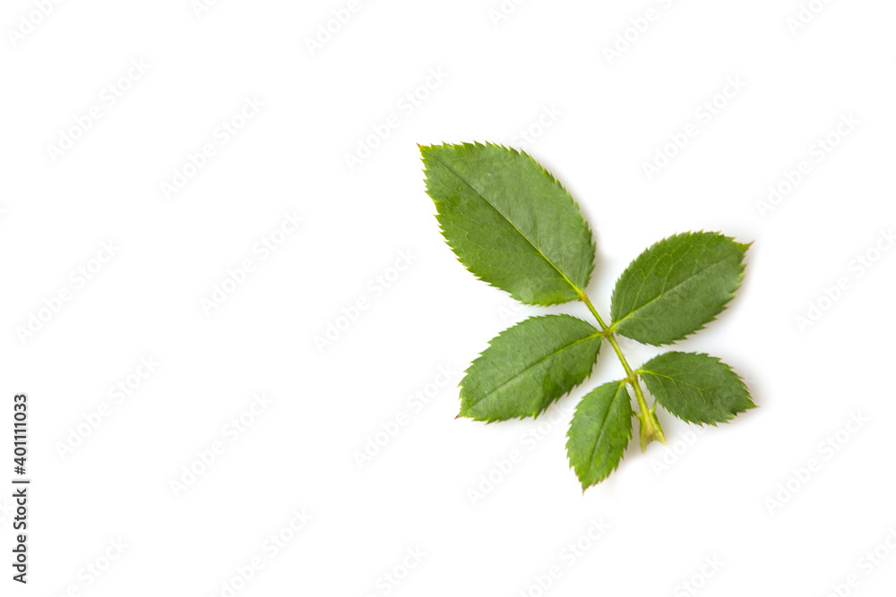 Fresh green rose leaf isolated Fresh green rose leaf isolated