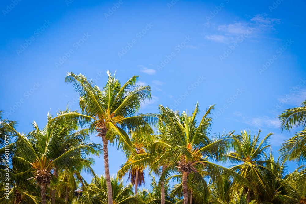 Big tall coconut trees on the beach by the sea