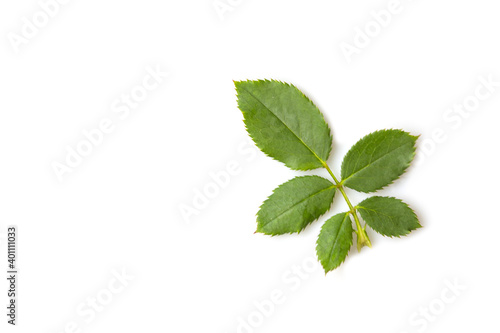 Fresh green rose leaf isolated