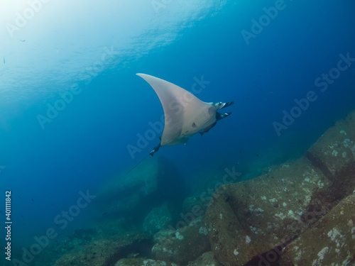 Oceanic manta ray swimming above boulder rocks (Koh Tachai, Similan, Thailand)