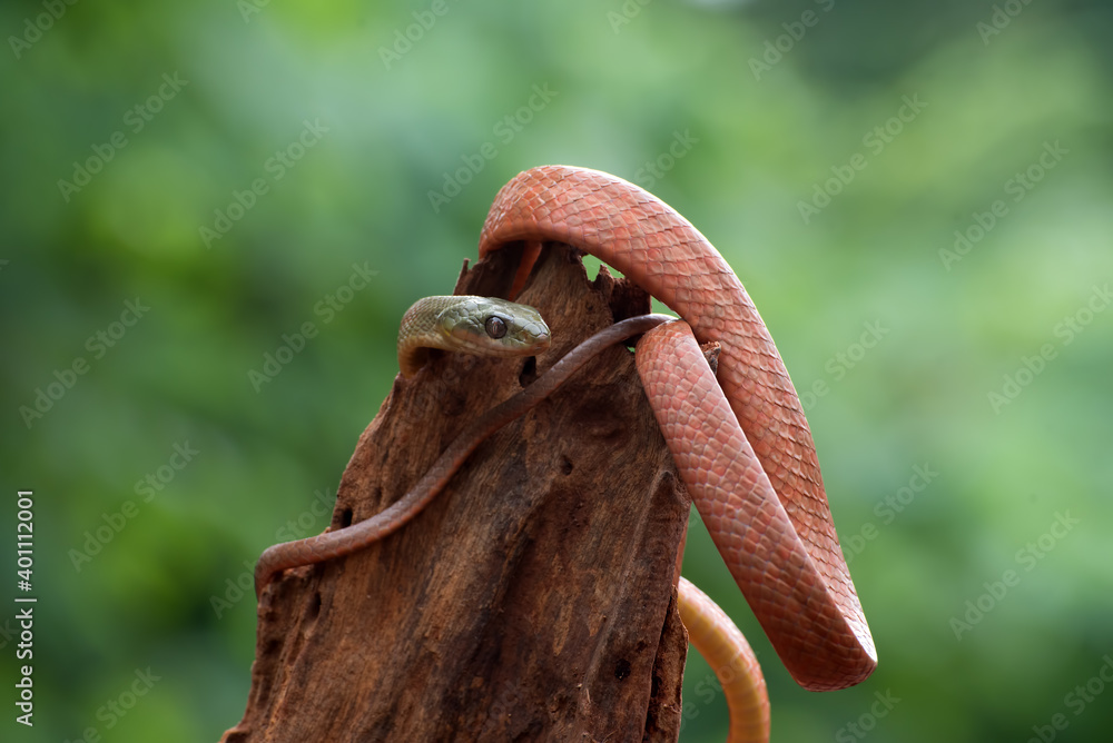 Naklejka premium Black-Headed Cat Snake ( Boiga nigriceps ) coiled around tree trunk