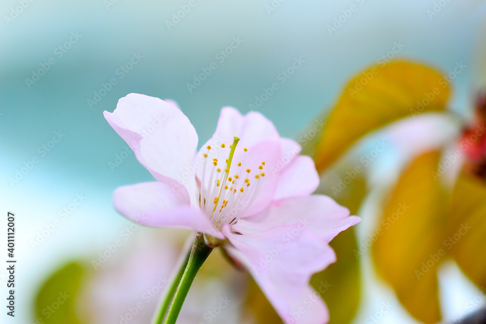 山桜の花