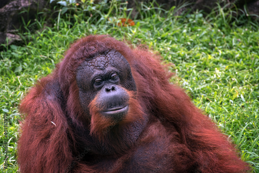 Borneo orangutan in their environment Borneo orangutan in their environment