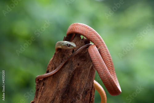 Black-Headed Cat Snake ( Boiga nigriceps ) coiled around tree trunk