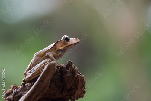 Borneo eared frog on tree branch