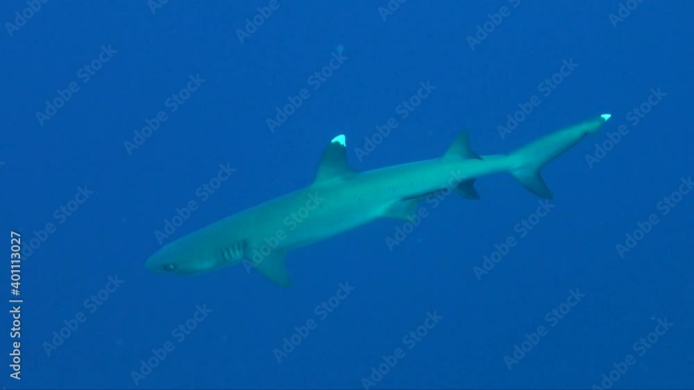 Whitetip reef shark swimming in the blue ocean. Whitetip reef shark swimming in the blue ocean.