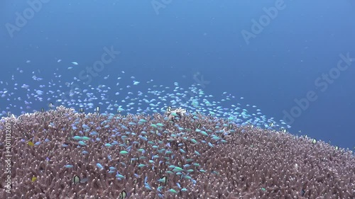 Blue damsel fish swimming over big Acropora table coral on tropical coral reef, photo