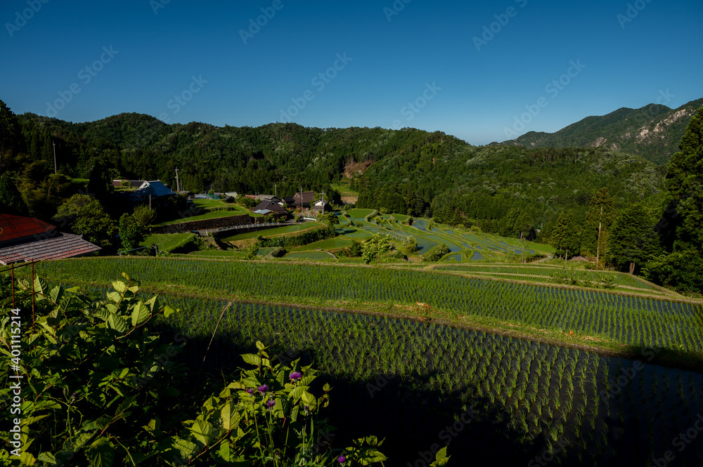 terraced rice field on Japanese farm terraced rice field on Japanese farm