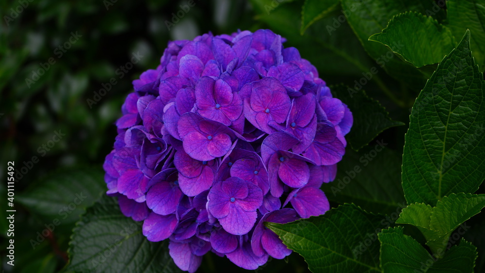 Flores Flores