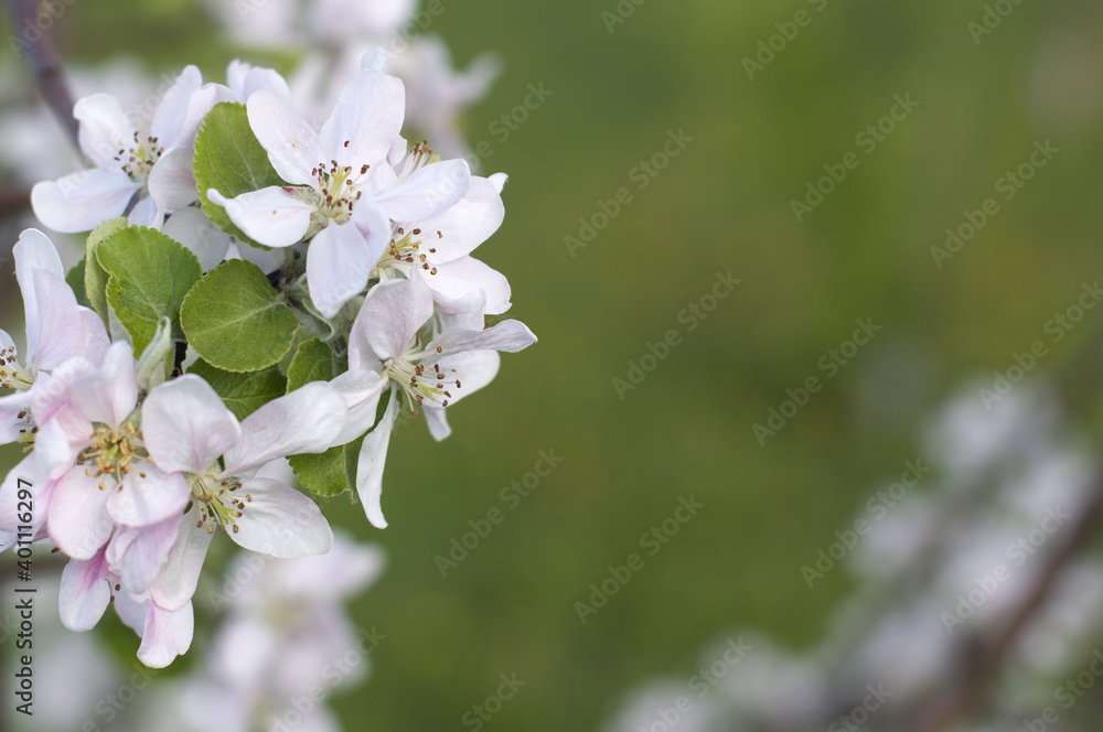 Apple tree branch with flowers and leaves close-up on blurred background. spring season.