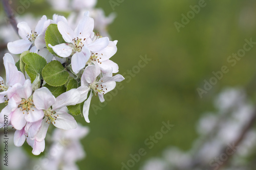 Apple tree branch with flowers and leaves close-up on blurred background. spring season.