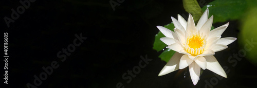 Wide horizontal template with space for text. Black background and white water lily flower with leaves. Light lotos on dark backdrop. Graphical design, layout. Panoramic banner, copy space. Concept 
