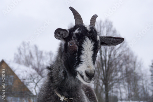 Portrait of a young goat that went for a walk in the winter season.