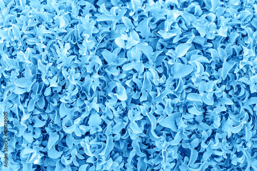 blue color Full frame natural background texture of velvet silver foliage of silverdust dusty miller plant monochrome blue. Beautiful carved leaves blue color Full frame natural background texture of velvet silver foliage of silverdust dusty miller plant monochrome blue. Beautiful carved leaves