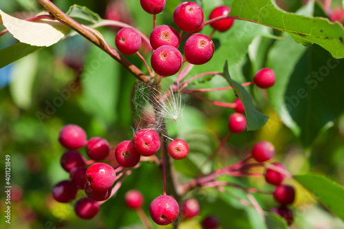 A bunch of small red wild apples with yellow and green foliage. selective focus, beautiful autumn background