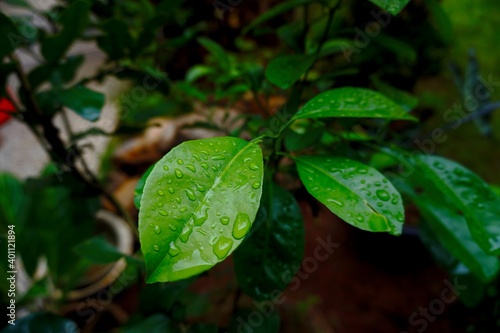 Wallpaper Mural Close-up of blurred background orange leaves. Torontodigital.ca