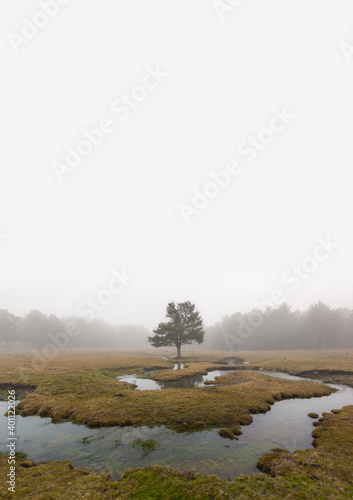 Eerie scene in the forest with stream  dense fog and isolated tree.