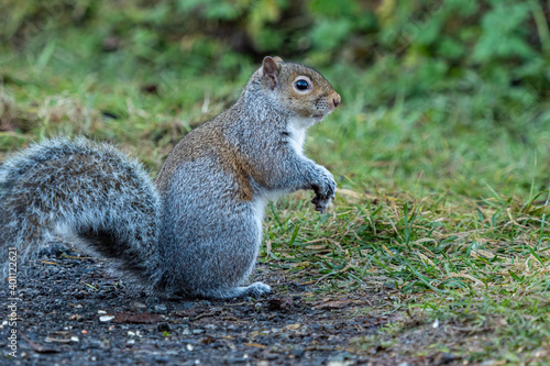 side portrait of one cute grey squirrel with fluffy fur sitting on a paved walkway in the park 