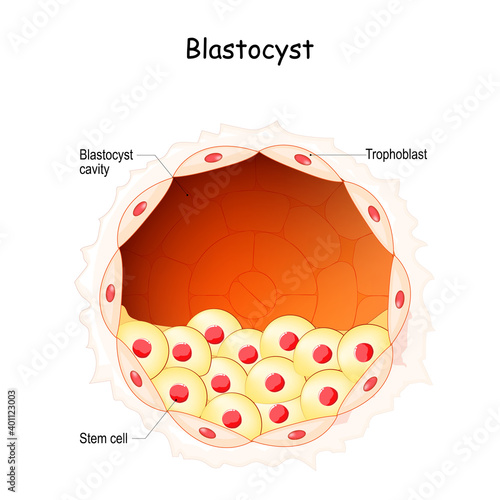 Blastocyst. Embryo development stage. Stem cells