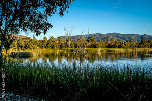 Evening light on Otay Lakes with submerged trees