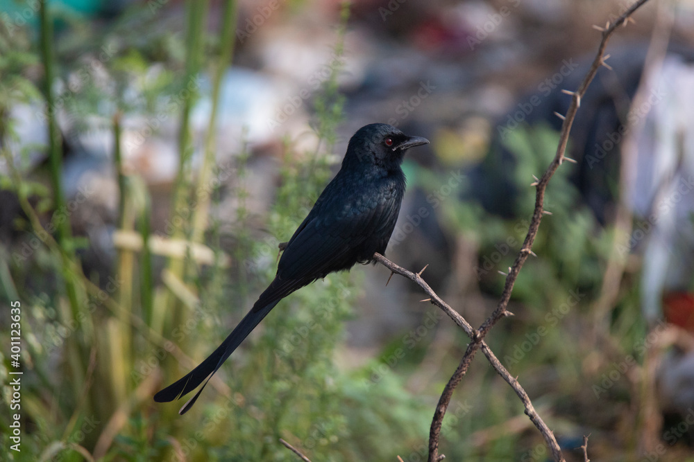 Black drongo perched on a twig Black drongo perched on a twig