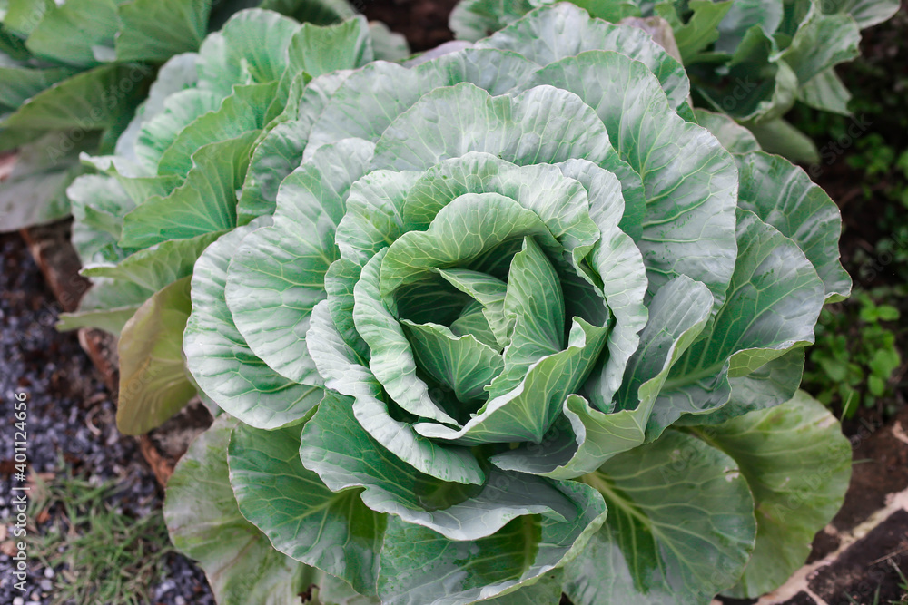 Fresh cabbage in farm,Vegetarian food concept. Fresh cabbage in farm,Vegetarian food concept.