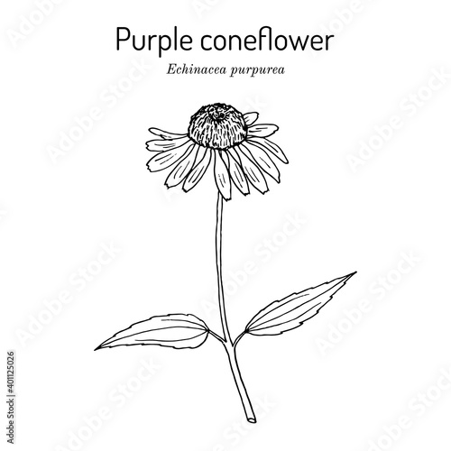Purple coneflower echinacea purpurea , medicinal plant