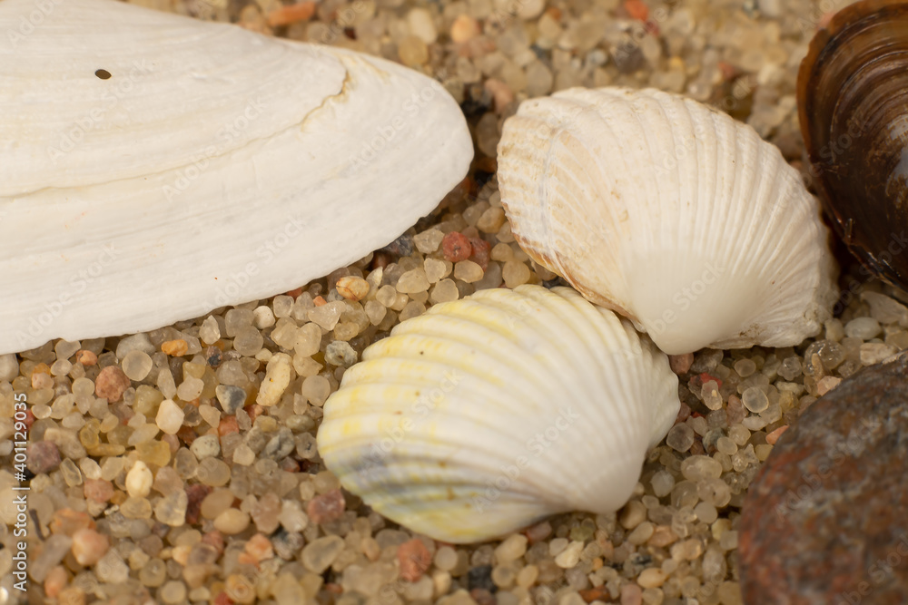 a composition of sea shells and pebbles on the sand a composition of sea shells and pebbles on the sand