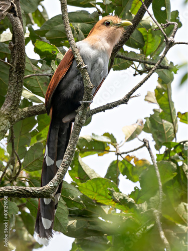 Squirrel Cockoo (Piaya cayana) sitting on a branch, Costa Rica photo