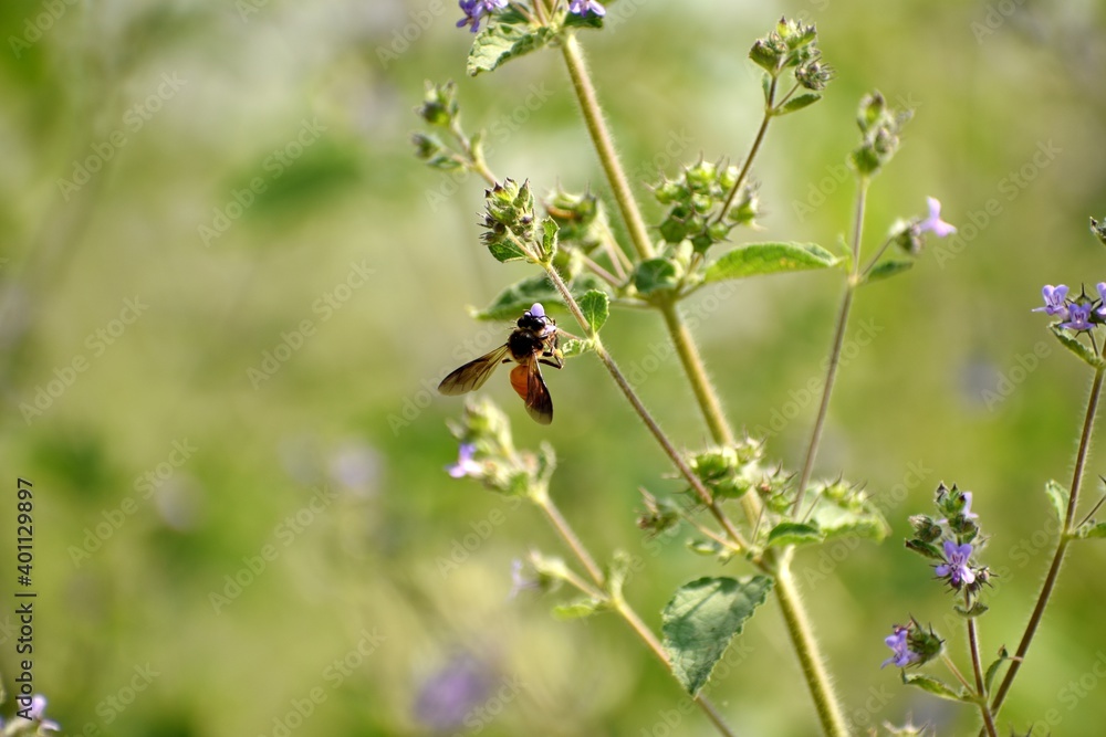 Honey bee collecting the pollen or nectar from the grass flower in the garden during sunny day. Honey bee collecting the pollen or nectar from the grass flower in the garden during sunny day.