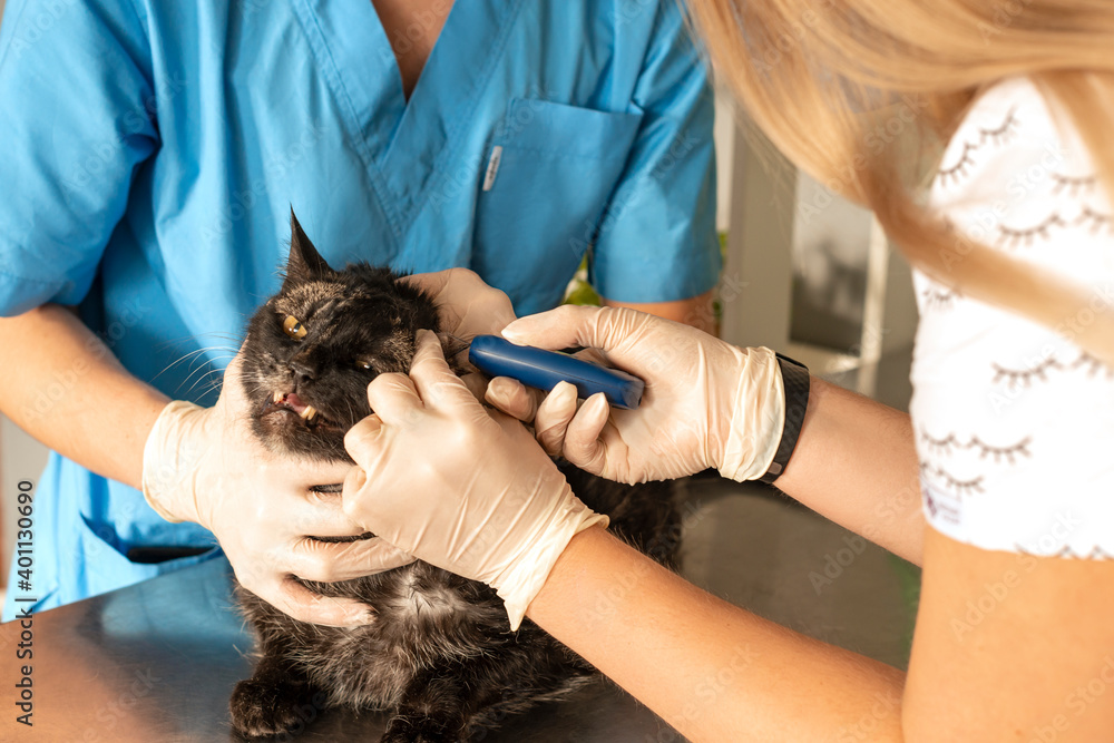 Veterinarians examine a black cat in a veterinary clinic Veterinarians examine a black cat in a veterinary clinic