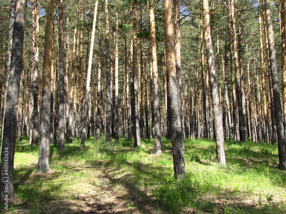 Obraz premium nature