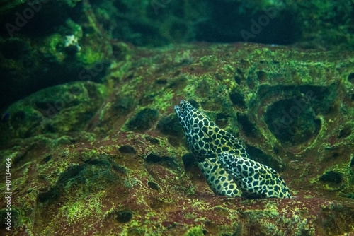 The Moray, sometimes also called Roman eel, Muraena helena photo
