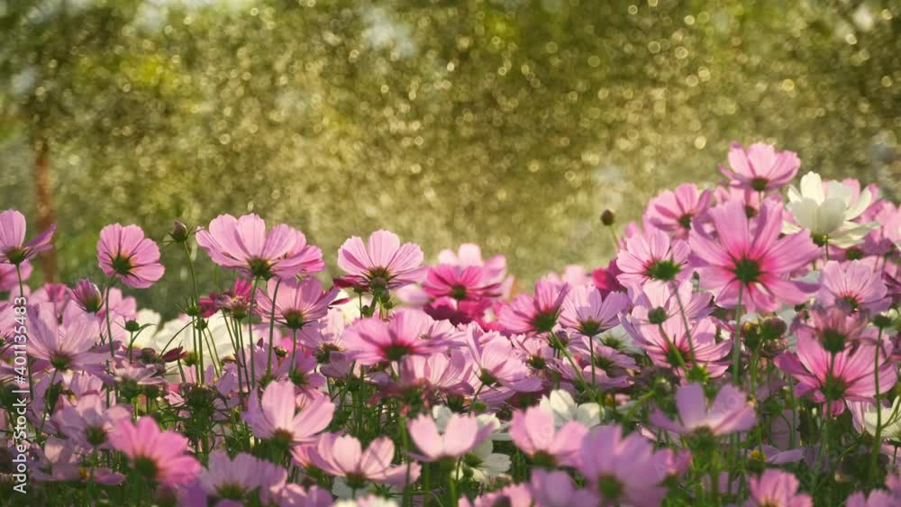 cosmos flowers on lawn sprinkler at sunset time cosmos flowers on lawn sprinkler at sunset time